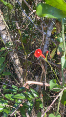 Ipomoea hederifolia