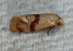 Cochylis caulocatax