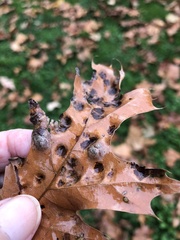 Taphrina caerulescens