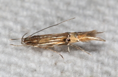 Cosmopterix