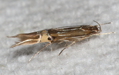 Cosmopterix