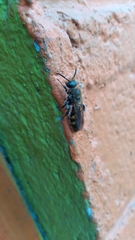 Xanthocampsomeris limosa