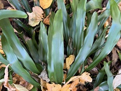 Carex fraseriana