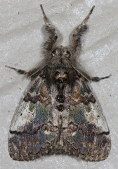 Dasychira meridionalis