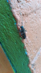 Xanthocampsomeris limosa