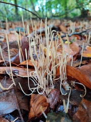 Macrotyphula juncea