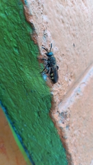 Xanthocampsomeris limosa