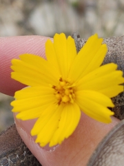 Thelesperma simplicifolium