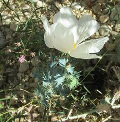 Argemone albiflora