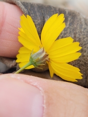 Thelesperma simplicifolium