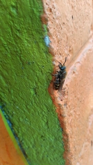 Xanthocampsomeris limosa