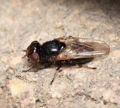 Tetanops
