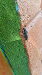Xanthocampsomeris limosa