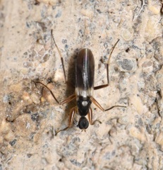Tachydromiinae
