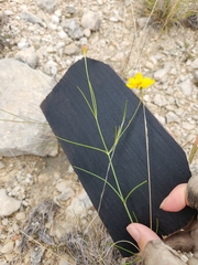 Thelesperma simplicifolium