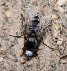 Miltogramminae