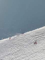 Latrodectus geometricus