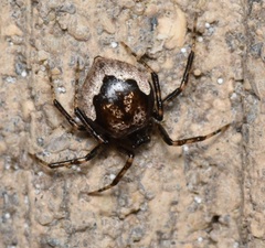 Euryopis funebris