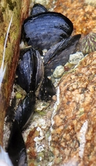 Mytilus edulis