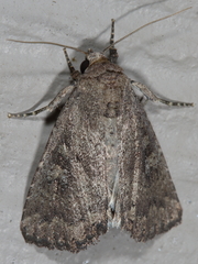 Condica sutor