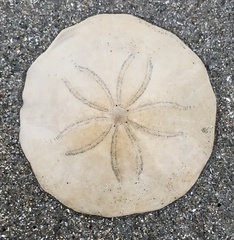 Echinarachnius parma