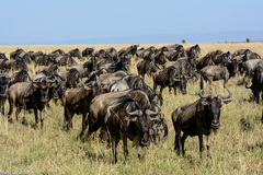 Connochaetes taurinus mearnsi