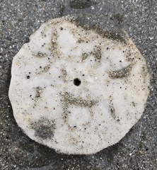 Echinarachnius parma