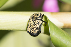 Neocorvicoana reticulata