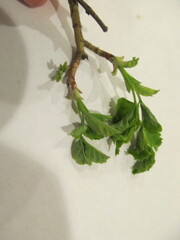 Crataegus chlorosarca