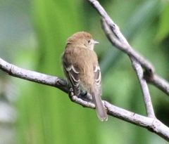 Myiophobus fasciatus