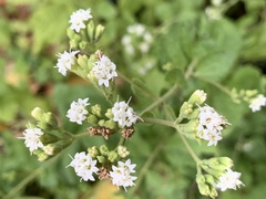 Stevia rebaudiana
