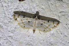 Pycnarmon levinia
