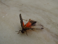 Acrotylus