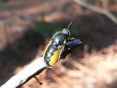 Arrhynchus vittatus