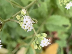 Stevia rebaudiana