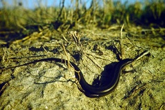 Heremites vittatus