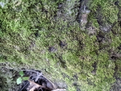 Claopodium rostratum