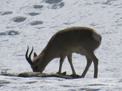 Procapra picticaudata