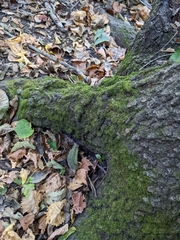 Claopodium rostratum