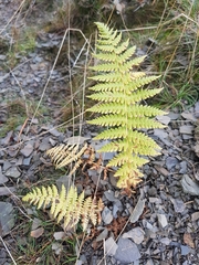 Oreopteris limbosperma