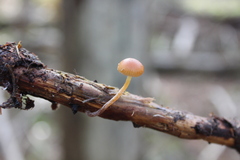 Mycena acicula