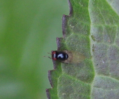 Lonchaea