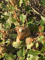 Quercus ithaburensis