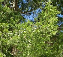 Juniperus ashei