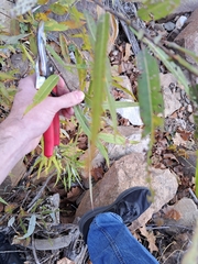 Salix caroliniana
