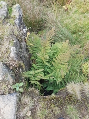Dryopteris dilatata