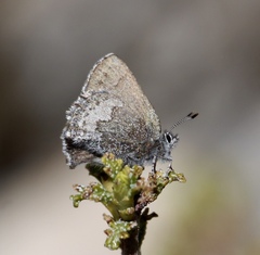 Callophrys fotis