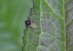 Lonchaea