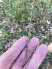 Chasmanthium sessiliflorum