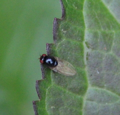 Lonchaea